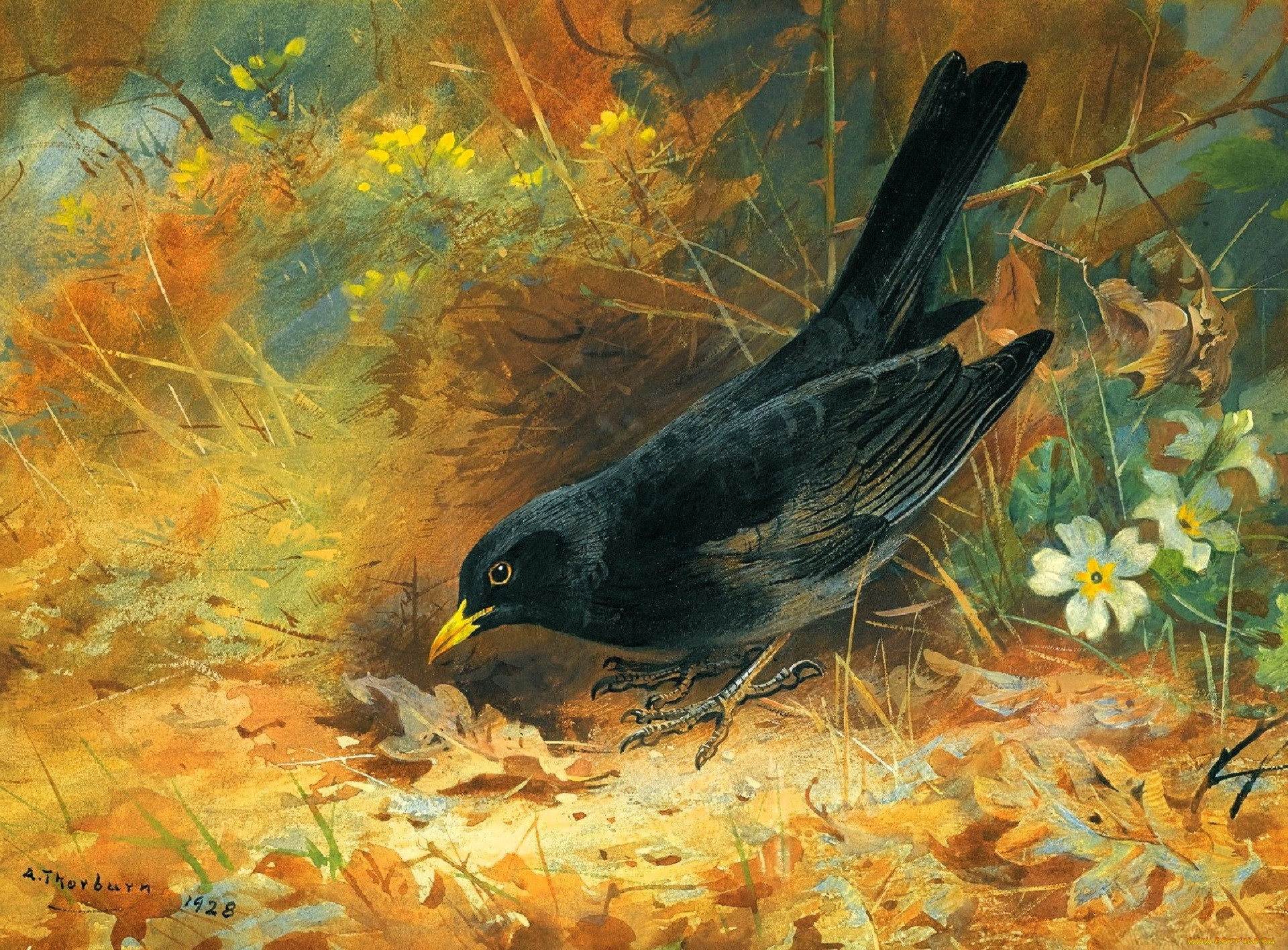 , archibald thorburn, , , , 
